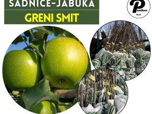 SADNICE / SADNICA JABUKA GRENI SMIT
