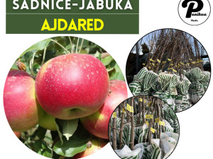 SADNICE / SADNICA JABUKA AJDARED