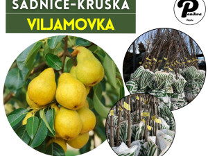 SADNICE / SADNICA KRUŠKA VILJAMOVKA WILIAMS