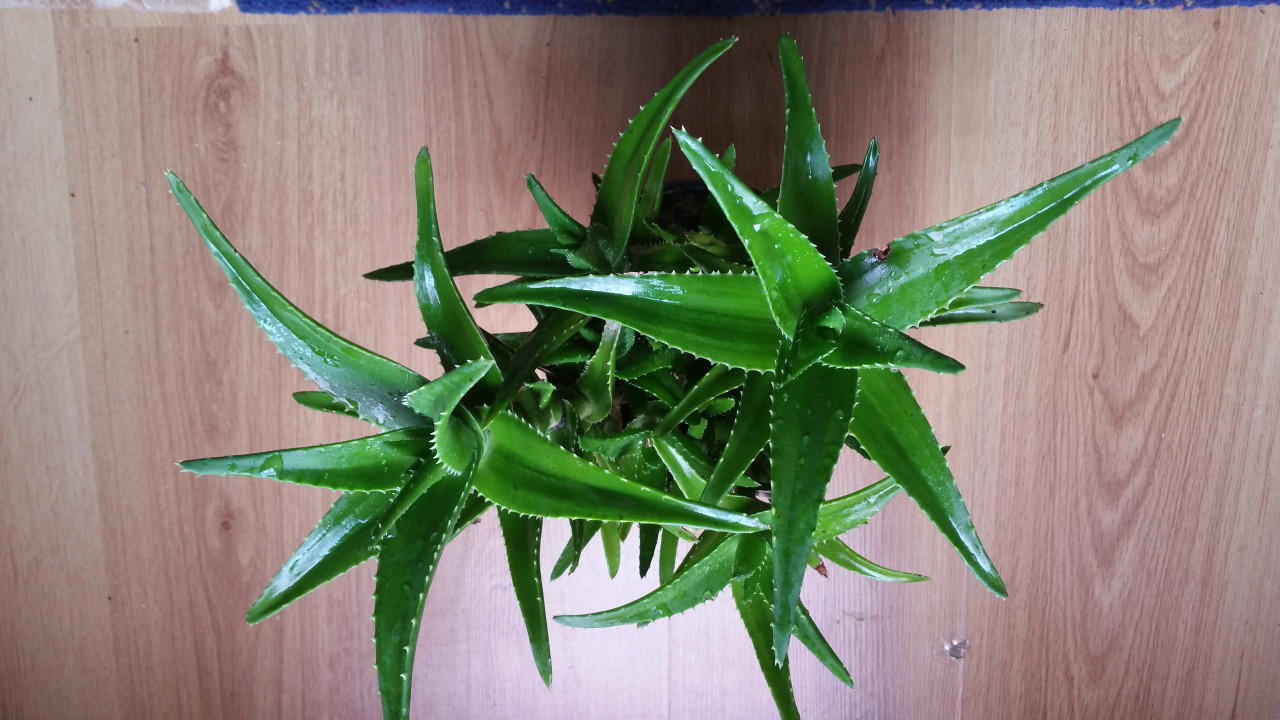 visco kissen aloe vera Aloe Vera Viscokissen main image 0