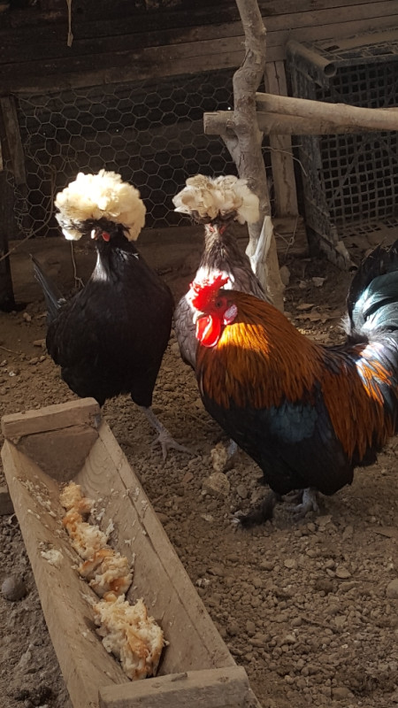 Kokosi kokoske ukrasne - Kokoške - OLX.ba