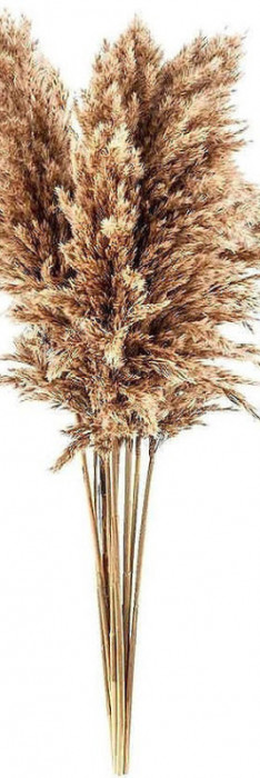 Pampas grass trava ukrasi dekoracije