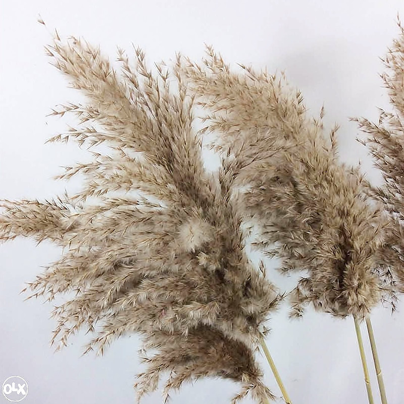 Pampas grass trava ukrasi dekoracije