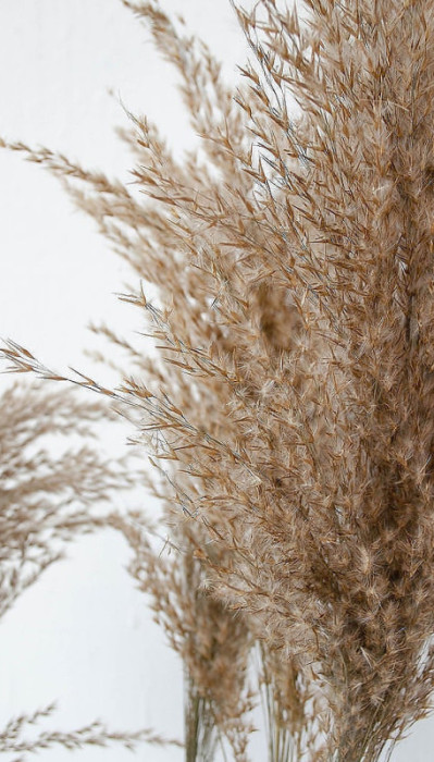 Pampas grass trava ukrasi dekoracije