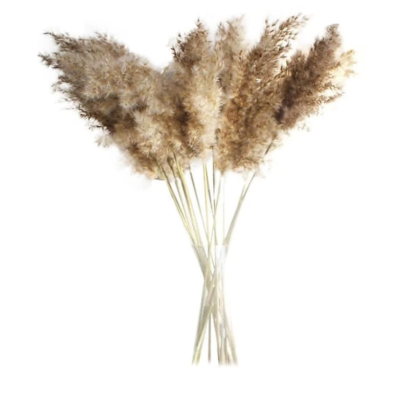Pampas grass trava ukrasi dekoracije