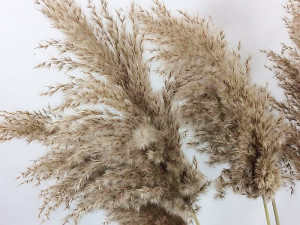 Pampas grass trava ukrasi dekoracije