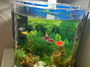 Akvarij Tetra