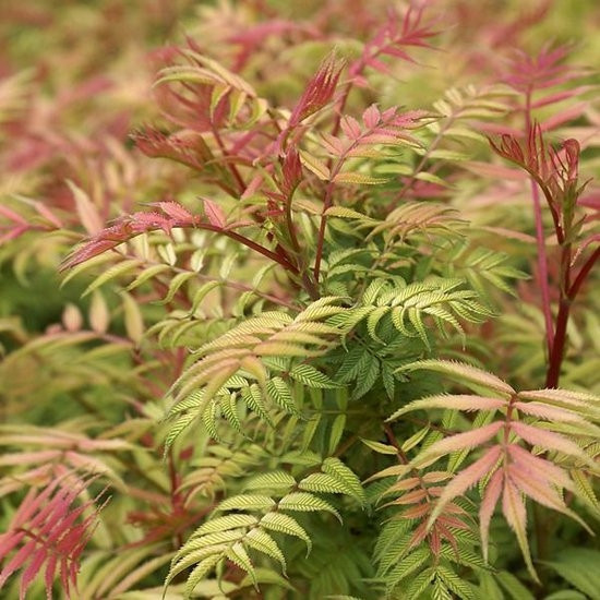 Sorbaria sorbifolia, sadnice