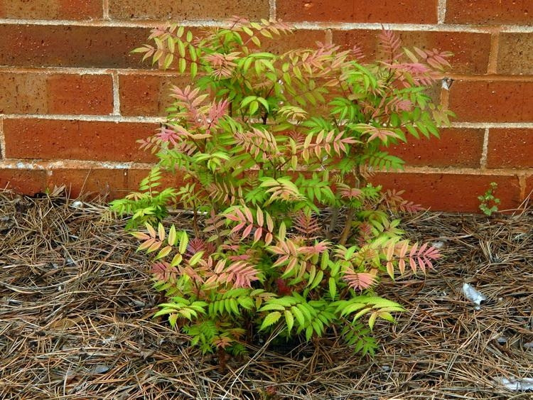 Sorbaria sorbifolia, sadnice