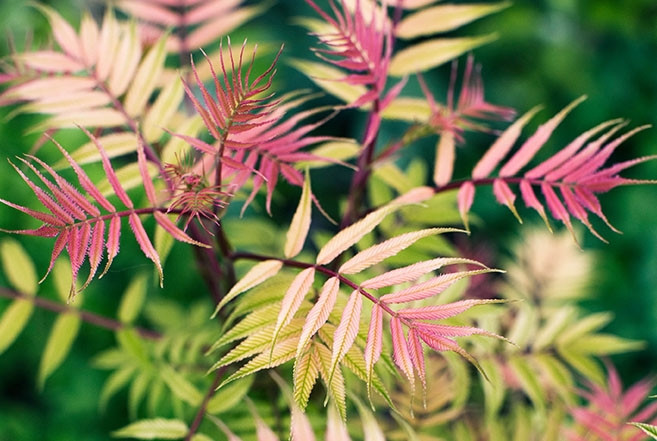 Sorbaria sorbifolia, sadnice