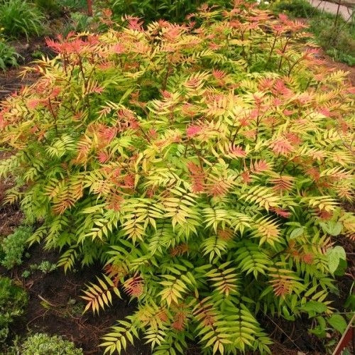 Sorbaria sorbifolia, sadnice