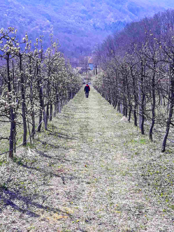 Zemljište  INVESTICIONO - plantaža- Konjic - Glavatičevo 7