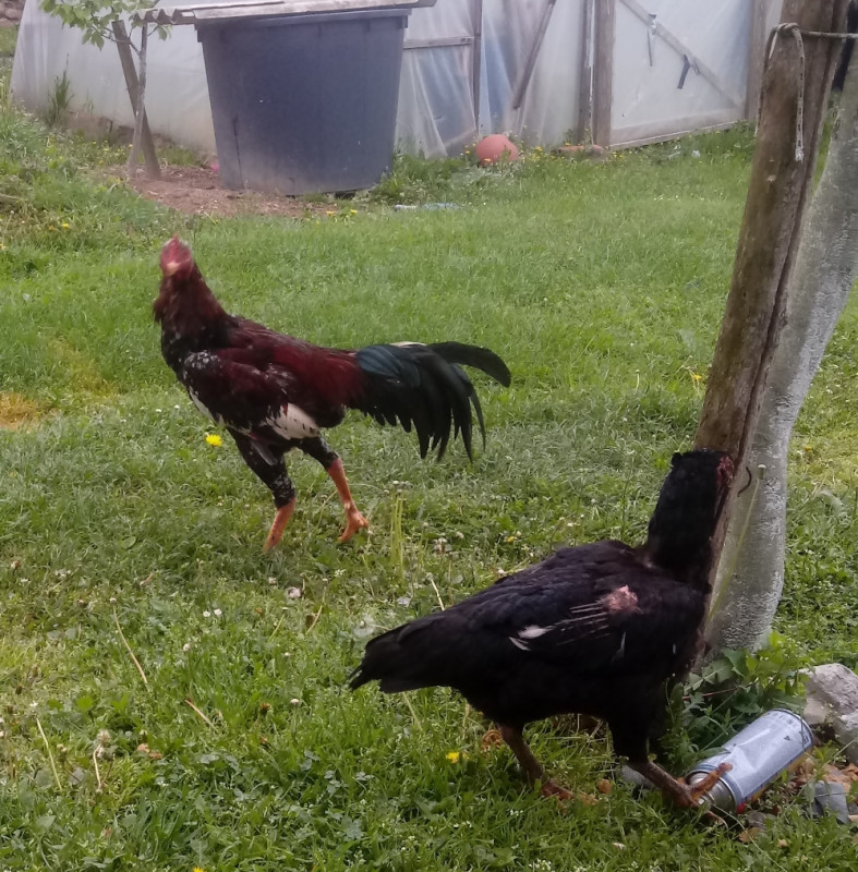 Shamo horoz Kokoške OLX.ba