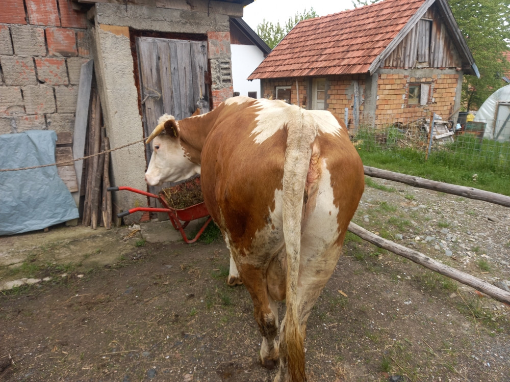 Krava simentalka - Krave - OLX.ba