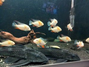 Ribice Heckeli albino