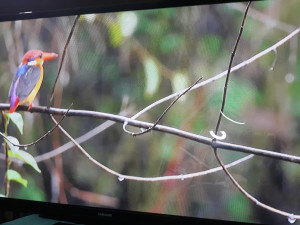 Samsung plazma tv 51"