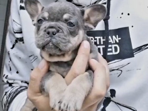 Francuski Buldog plavi