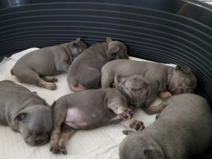 Plavi Francuski Buldog