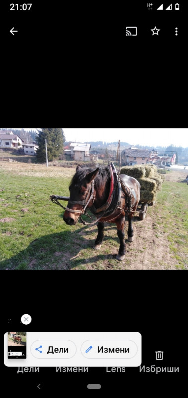 Konj mrki dorat
