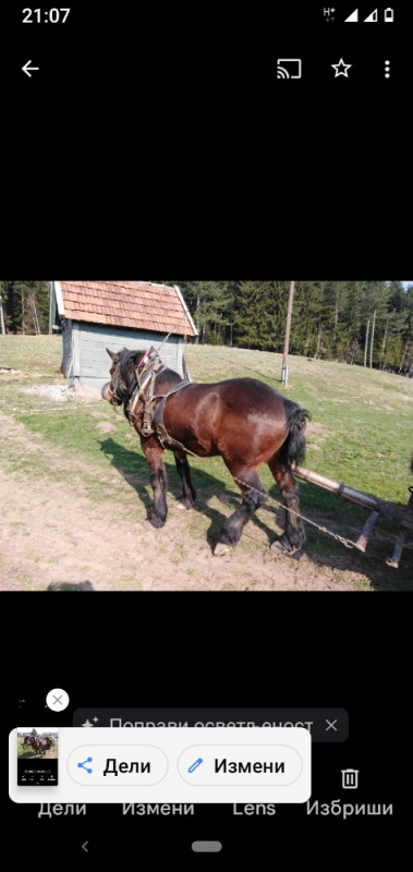 Konj mrki dorat