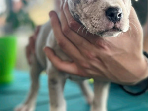 APBT MERLE Pitbull