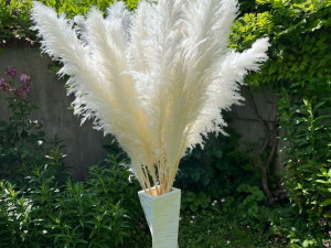 Pampas carski