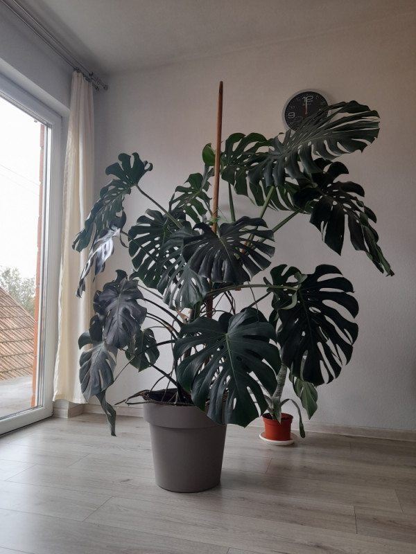 philodendron 'pink princess' Philodendron 'Pink Princess'