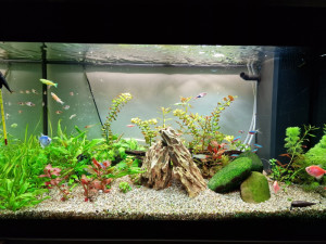 Akvarijum Juwel RIO 125 sa ribicama