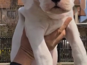 Dogo Argentino Argetinska Doga  BESO DE LOCO