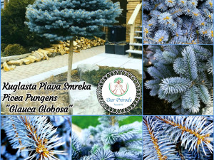 Kuglasta Plava Smreka-Picea Pungens "Glauca Globosa"