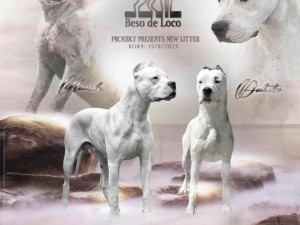 Dogo Argentino Argentinska Doga