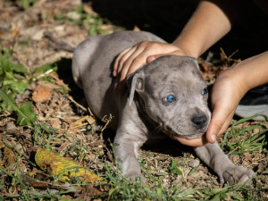 Pitbull Blueline Merle