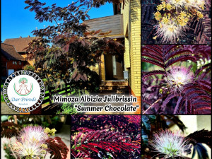 Mimoza Albizia "Summer Chocolate" Čokoladna Albicija