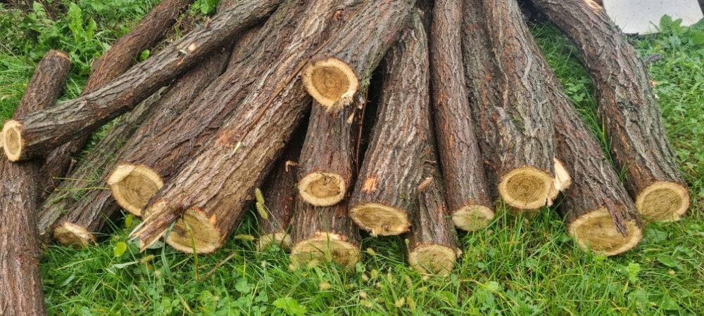 Dracovo kolje dracov kolac bagremov stub bagrmovi stubovi draca