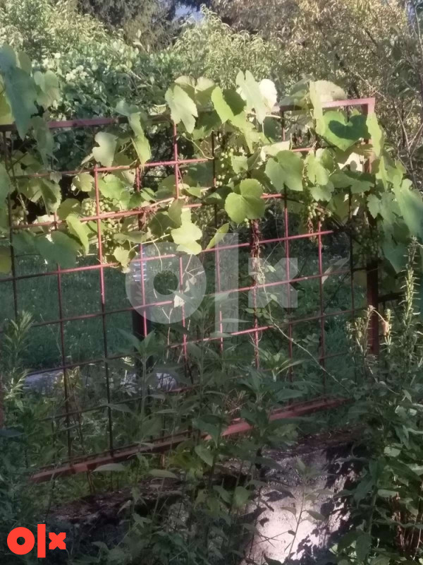Zemljište Miševići-Hadžići , Orah br.22 2