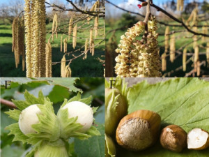 LJESNJAK-LIJESKA-CORYLUS AVELLANA