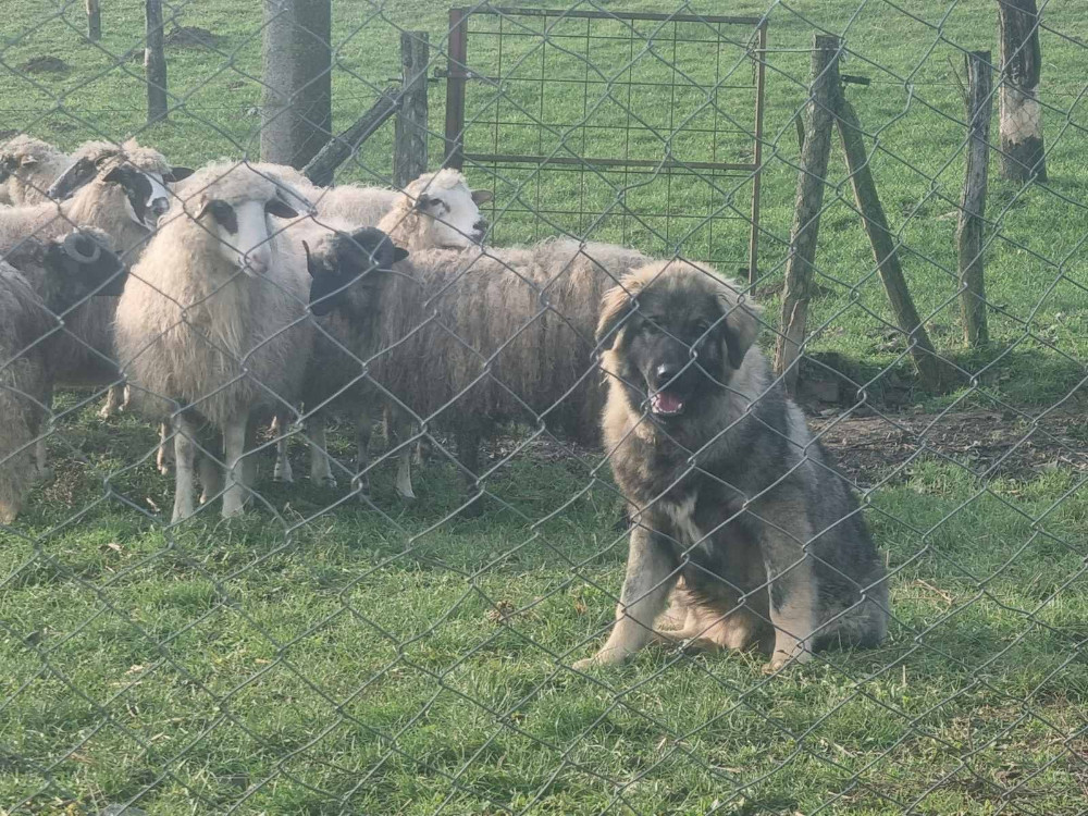 Šarplaninac muško štene Psi i Štenad