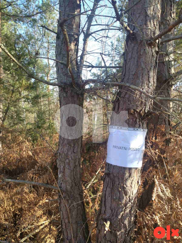 Šuma/ Zemljište Srbac 183.70 duluma 4