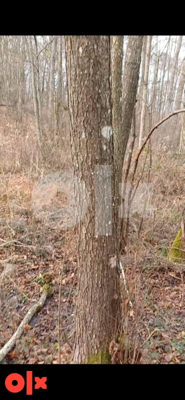 Šuma/ Zemljište Srbac 183.70 duluma 8