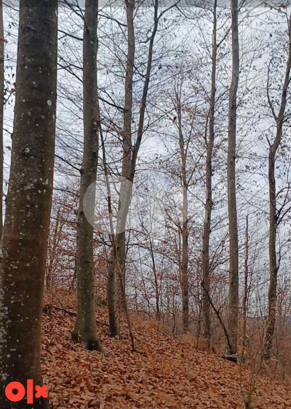 Šuma/ Zemljište Srbac 183.70 duluma 3