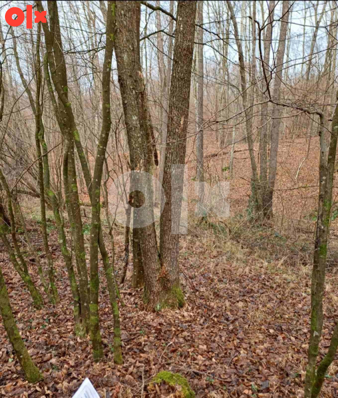 Šuma/ Zemljište Srbac 183.70 duluma 12