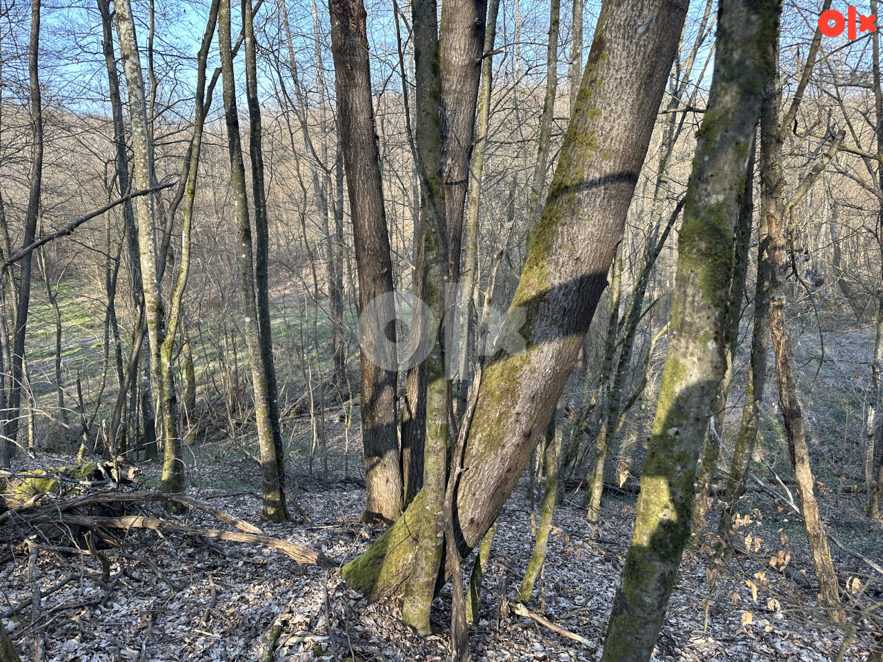 Šuma/ Zemljište Srbac 183.70 duluma 13