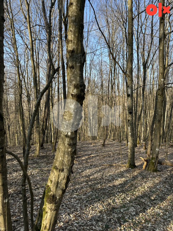 Šuma/ Zemljište Srbac 183.70 duluma 15