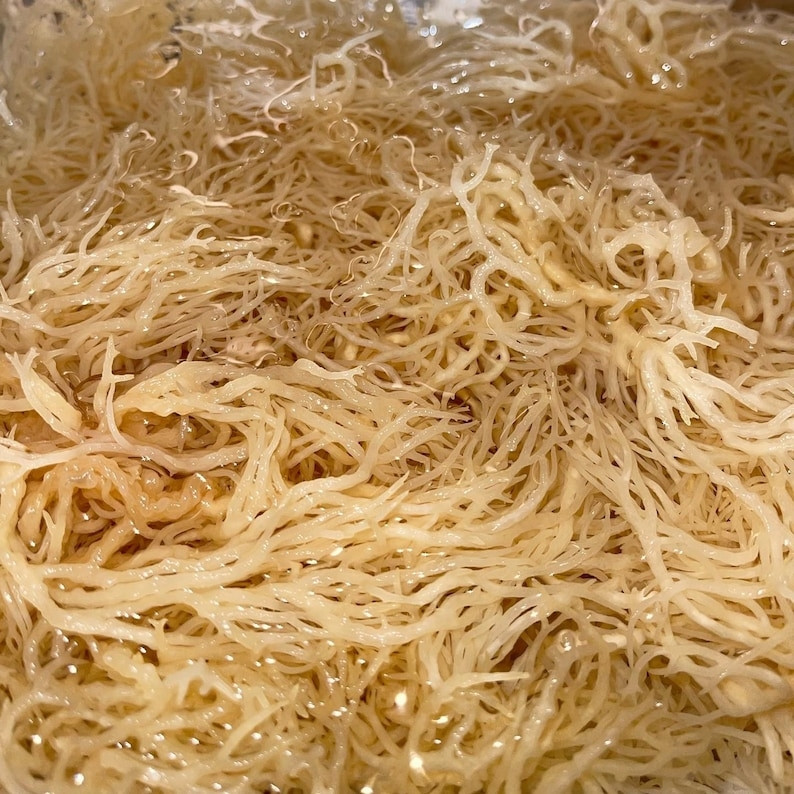 GOLD SEA MOSS GEL 1kg MORSKA MAHOVINA 92/102 Vitamina i Minerala