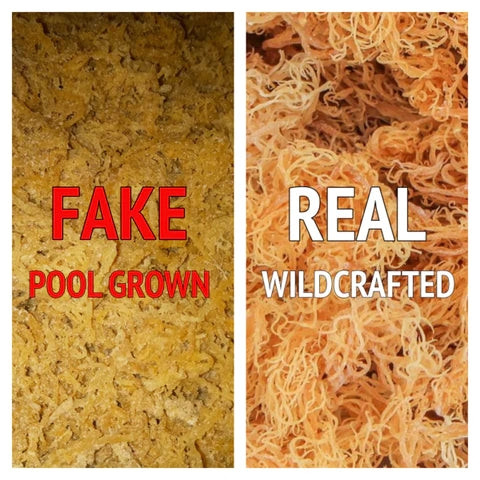 GOLD SEA MOSS GEL 1kg MORSKA MAHOVINA 92/102 Vitamina i Minerala