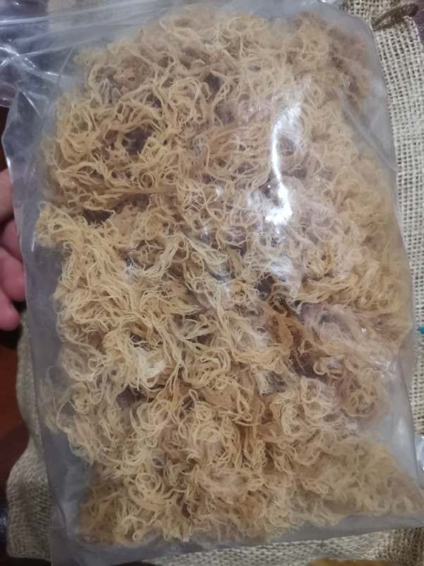 GOLD SEA MOSS GEL 1kg MORSKA MAHOVINA 92/102 Vitamina i Minerala