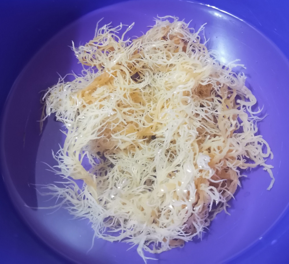 GOLD SEA MOSS GEL 1kg MORSKA MAHOVINA 92/102 Vitamina i Minerala