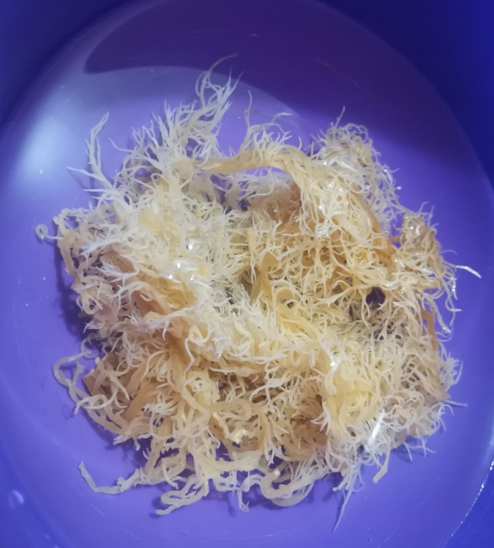 GOLD SEA MOSS GEL 1kg MORSKA MAHOVINA 92/102 Vitamina i Minerala