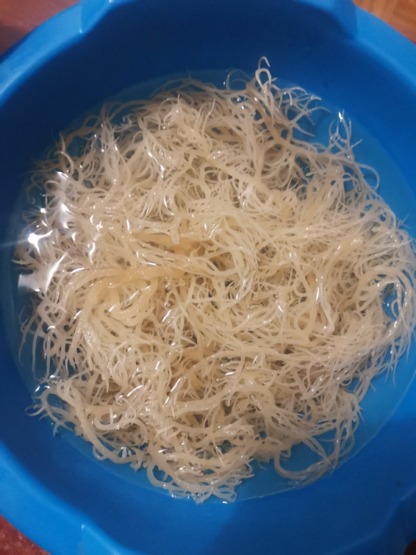 GOLD SEA MOSS GEL 1kg MORSKA MAHOVINA 92/102 Vitamina i Minerala