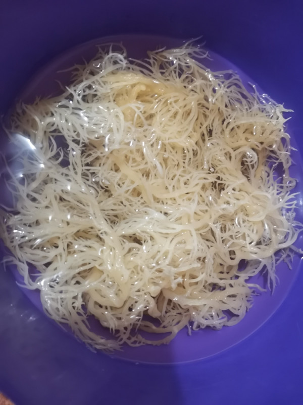 GOLD SEA MOSS GEL 1kg MORSKA MAHOVINA 92/102 Vitamina i Minerala
